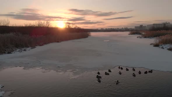 The River in the Winter. Ducks Swim Along the River, Against the Sunset. Top View Shooting From a alt
