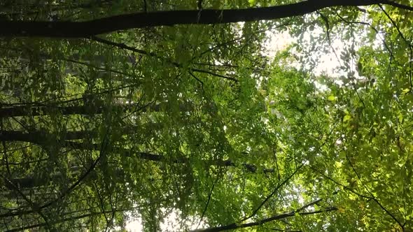 Vertical Video of an Autumn Forest During the Day in Ukraine alt