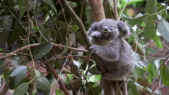 a koala joey chewing a eucalyptus leaf at blackbutt alt