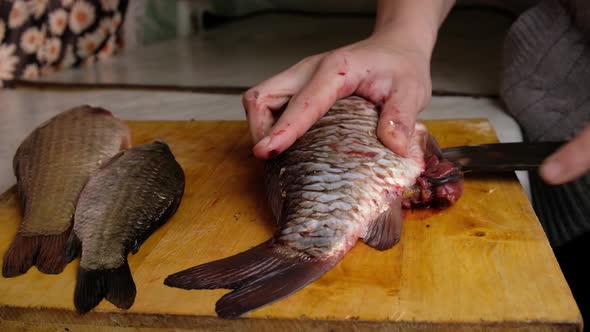 Cleaning Live Fish with a Knife Butchering Crucian Carp alt