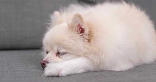 Pomeranian Dog Sleeping On Sofa By Leungchopan Videohive