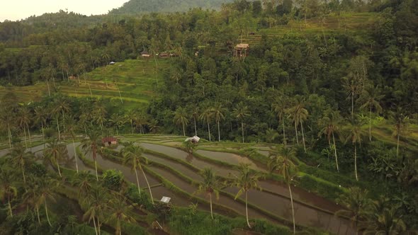 Jatiluwih Rice Terraces on Bali, View From Above. Aerial Drone  Footage