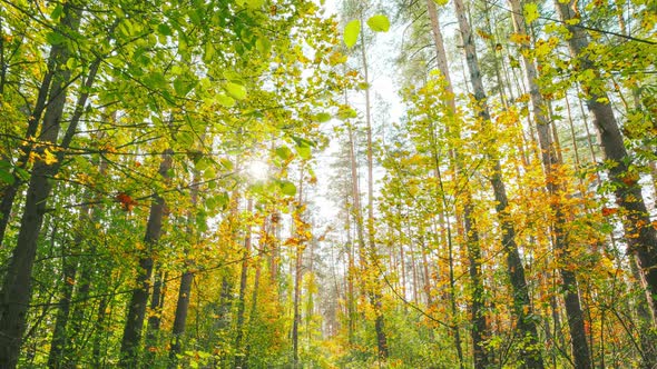 Change Season From Green Summer To Yellow Colors of Autumn Forest Landscape alt