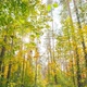 Change Season From Green Summer To Yellow Colors of Autumn Forest Landscape - VideoHive Item for Sale