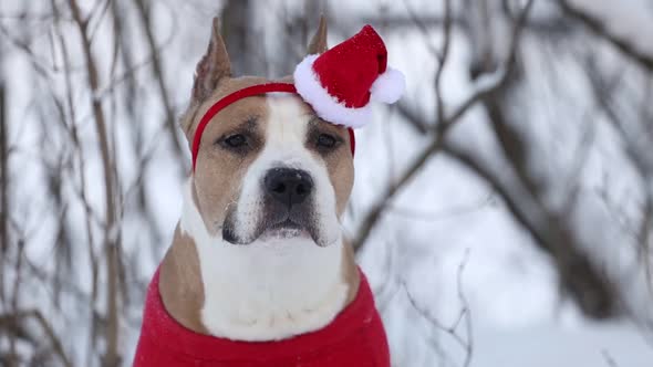 Dog Breed American Staffordshire Terrier Dressed As Santa Claus Outdoors in Winter