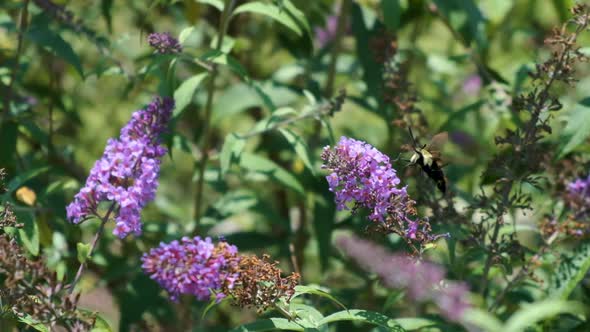 humming bird bee moth on butterfly bush slow motion alt