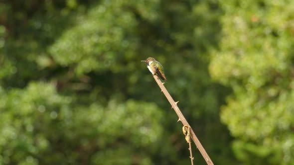 A single beautiful green hummingbird perched on a twig looking around. alt