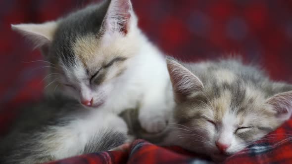 Two Kittens are Sleeping Cute on a Cozy Red Blanket