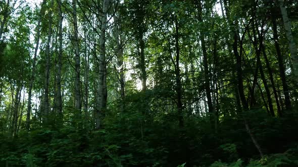 Tracking Shot Of Forest Trees alt