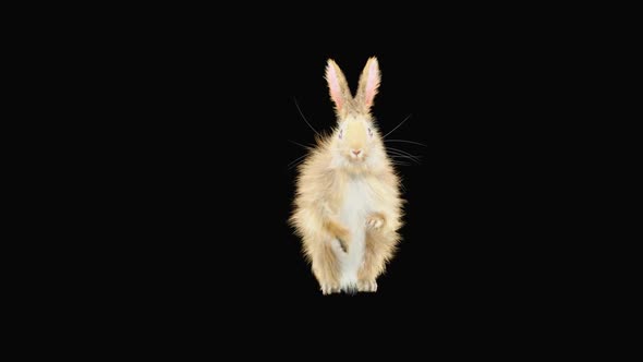 Rabbit Dancing HD alt