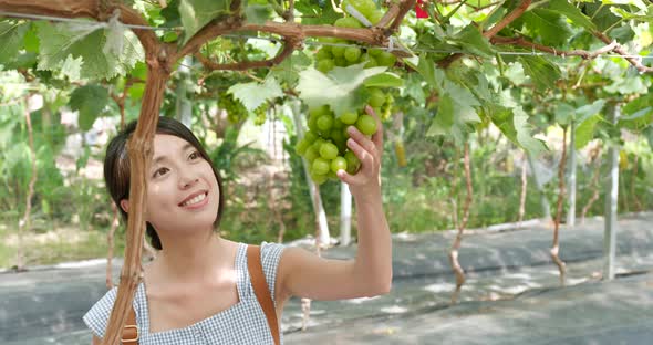 Woman pick green grape in farm alt