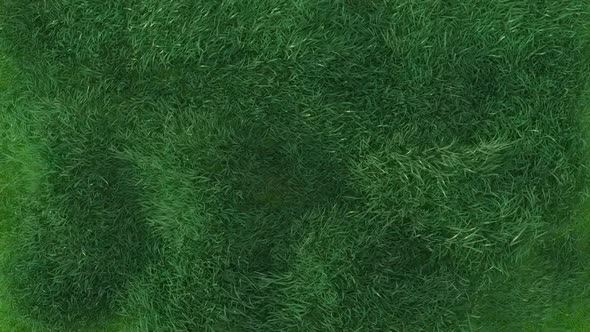 Grass Blowing Loop  alt