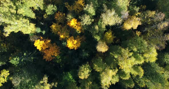 Autumn Forest in Sunlight 