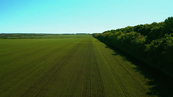 Large Green Field Next To the Forest, View From the Quadcopter. Field with Crops, Agriculture