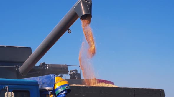 Gathered Wheat Pours at Trunk of Truck From Harvestin Mashine