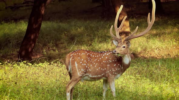 Chital or Cheetal, Also Known As Spotted Deer, Chital Deer, and Axis ...