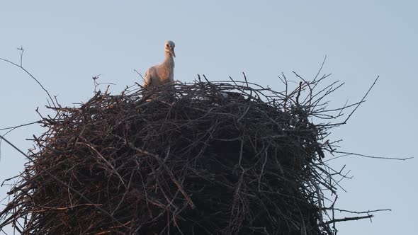 A nest with a small stork