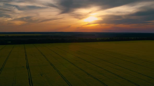 Beautiful Sunset in Rapeseed Field alt