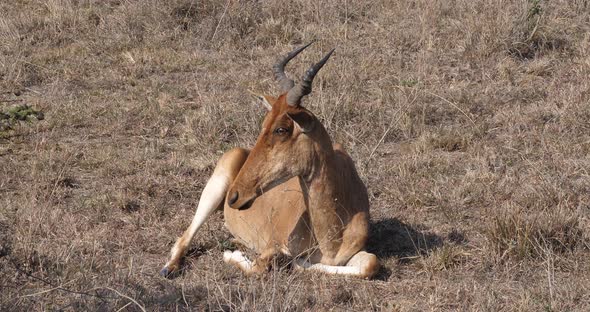 Hartebeest, alcelaphus buselaphus, Adult standing in Savanna, Masai Mara Park, Kenya, Real Time 4K alt