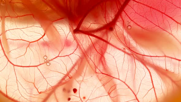 Movement of Blood Through the Blood Vessels of the Circulatory System ...