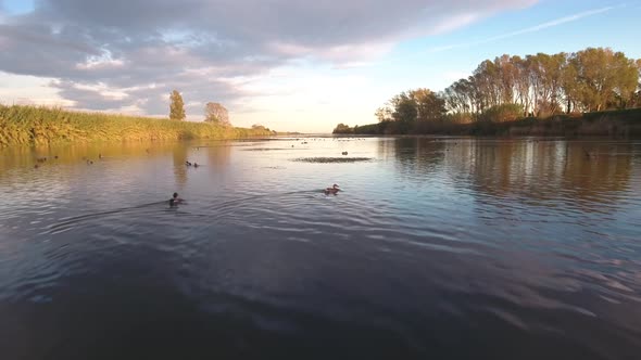 Ducks On River