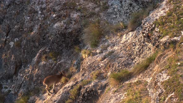 Wild Spanish Ibex Feeding Over the Rocks