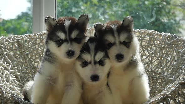 Group Of Siberian Husky Puppies On White Wicker Chair Under Sunlight Slow Motion  alt
