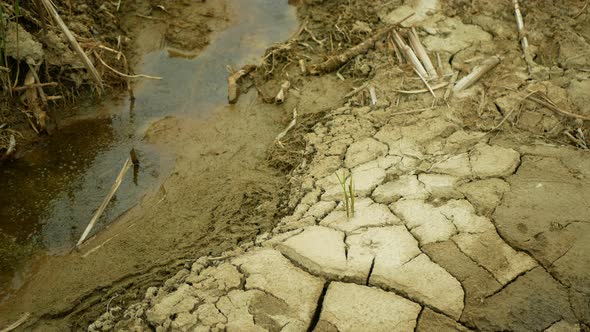 Cracked Drought Soil River Stream Wetland Water, Swamp Creek Rivulet Drying Up Earth Crust Climate