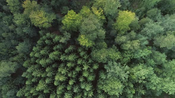 Aerial Top Down View of Forest