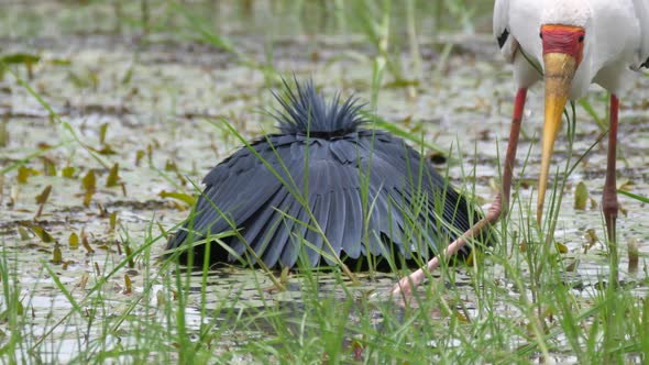 Yellow-billed stork and a black heron hunting for fish alt