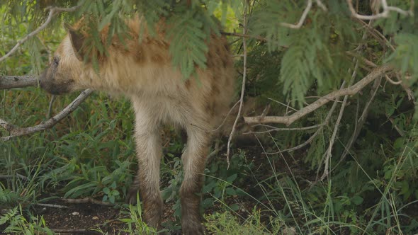 A wild spotted hyena moves its head at kruger national park, South Africa. alt