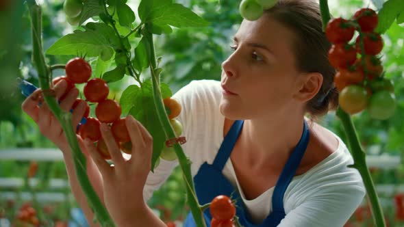 Agronomy Farm Entrepreneur Harvesting Vegetables in Countryside Plantation House alt