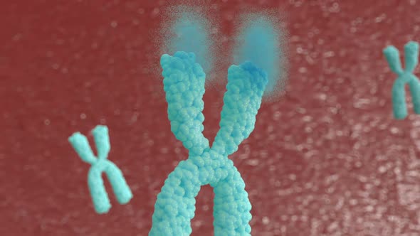 Telomerase restores short bits of DNA known as telomeres