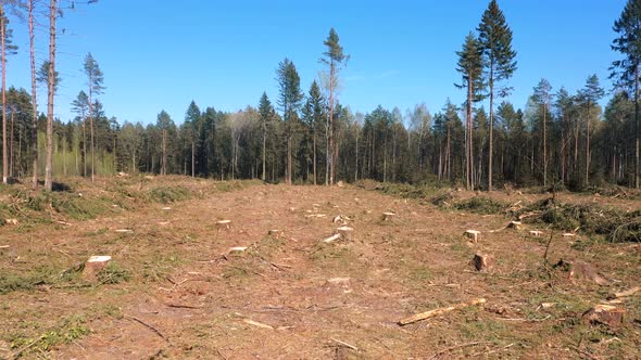 Deforestation Of Pine Forests alt