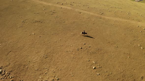 Horse rider alone galloping towards yurt in mongolian steppe in sunny daytime, aerial dolly alt