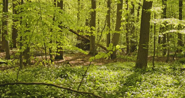 Forest Trees and Plants in the Woods with Sunlight Beaming Down on Leaves alt