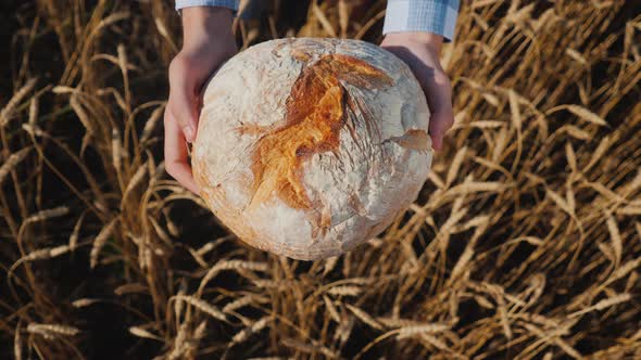 Top View Farmer Holds a Loaf of Bread Over Wheat Ears in a Field alt