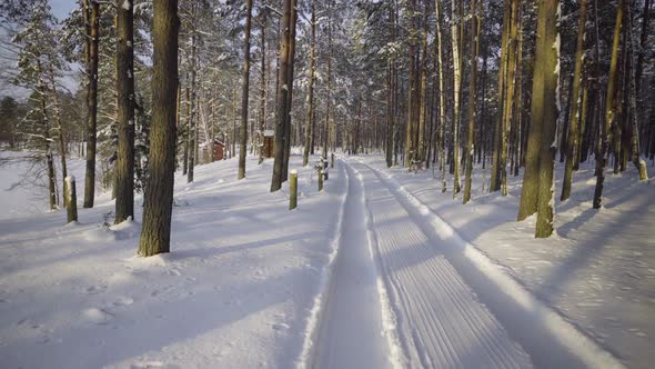 Walk through the winter forest with snow-covered trees on a beautiful frosty morning. No people.