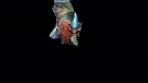 Multi-color Siamese fighting fish