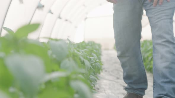 Low angle shot of basil greenhouse with farmer walking inside alt