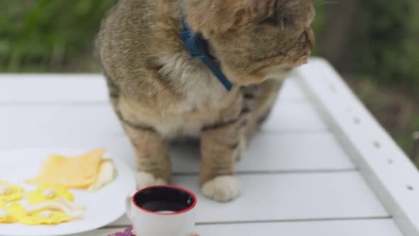Cat Drinks Milk From a Mug