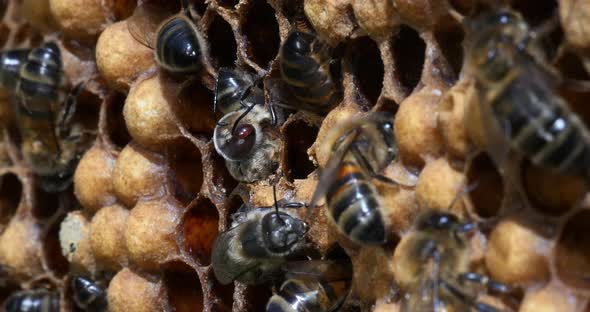 |European Honey Bee, apis mellifera, Emergence of a Male with a Varrao Parasite on the Head alt