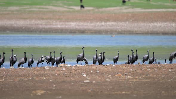 Real Wild Crane Birds in Natural Lakeshore alt
