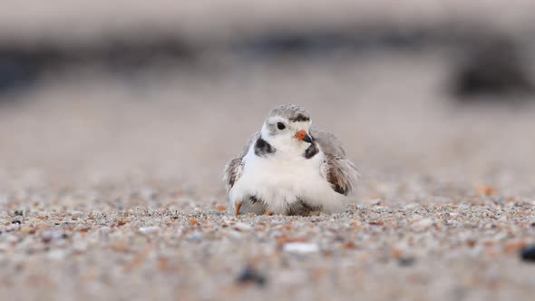 Piping Plover Chicks 