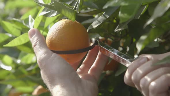 Calibrating The Oranges