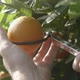 Calibrating The Oranges - VideoHive Item for Sale