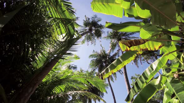 Walking under palm trees branches on Maldives alt