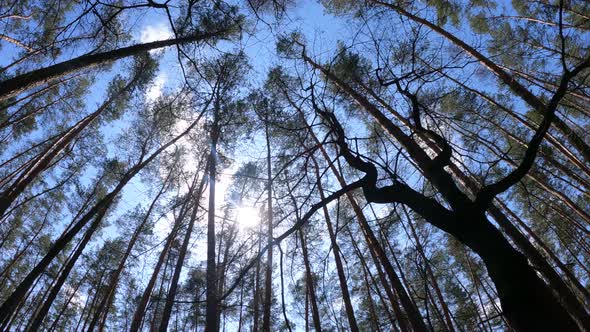 Walking Through the Forest with Pine Trees During the Day POV Slow Motion alt