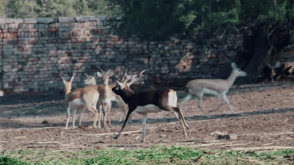Cinematic shot of black buck running in national park. alt