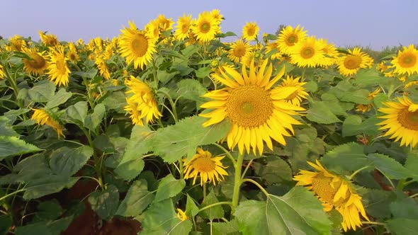 Yellow sunflower field view blooming and facing the sun. Organic Farming Agriculture.